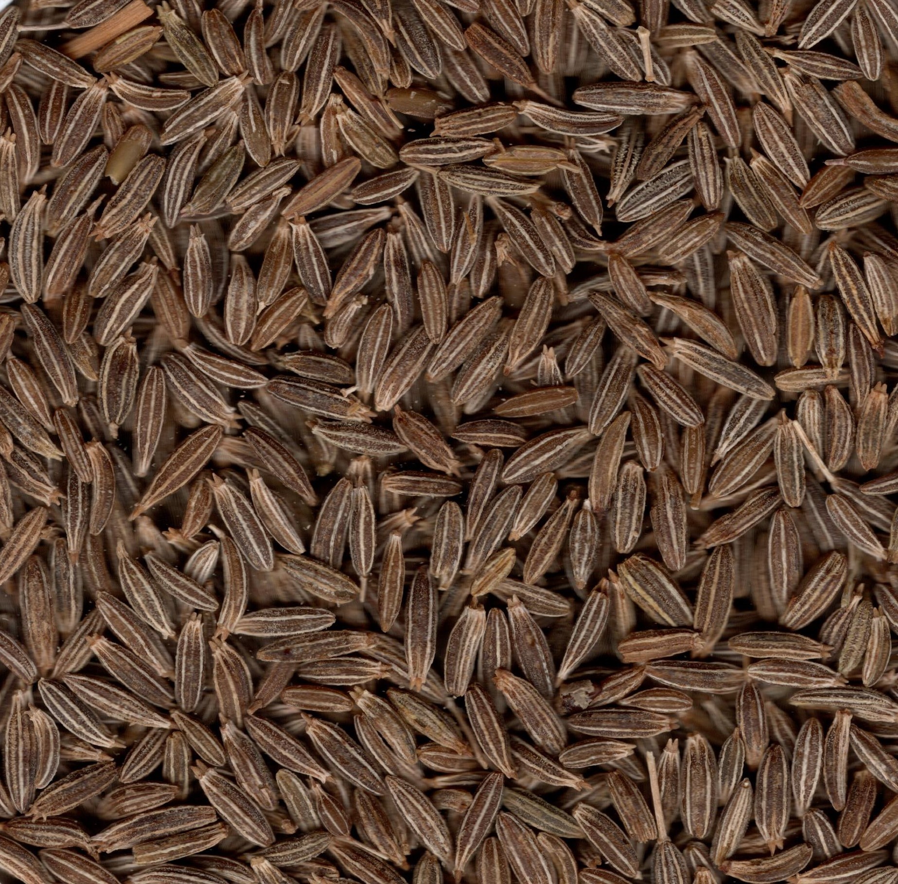 Jeera Seeds - Color: Black