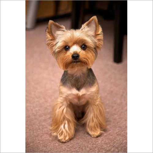 Terrier Temperament Yorkshire Terrier Dog Breeds Yorkie Puppies