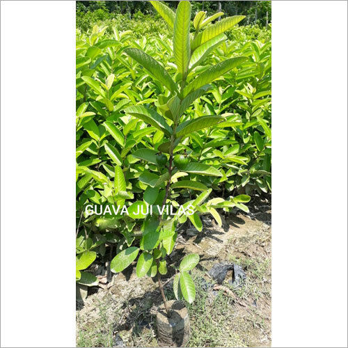 Guava Jui Vilas Plant