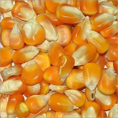 Chhindwara Yellow Maize