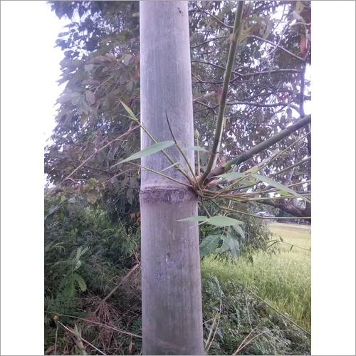 Bamboo Seedlings - Green, 25 To 45 Ft Height With 3 To 5 Ft Spread | Strong, Disease-free, Ideal For Fencing, Crafts, And Weaving