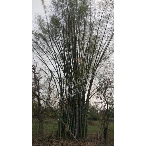 Bamboo Seedlings - Green, 25 To 45 Ft Height With 3 To 5 Ft Spread | Strong, Disease-free, Ideal For Fencing, Crafts, And Weaving