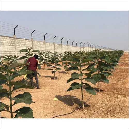 Teak Plant - High-quality Teak Plant Height When Fully Grown: 45 Feet Ideal Temperature: 18â°c To 50â°c Green Leaves Resistant To Shipworms And Rot