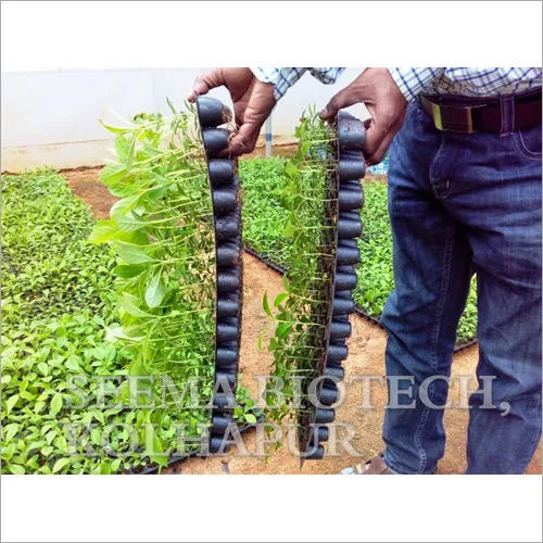 Teak Plant - High-quality Teak Plant Height When Fully Grown: 45 Feet Ideal Temperature: 18â°c To 50â°c Green Leaves Resistant To Shipworms And Rot