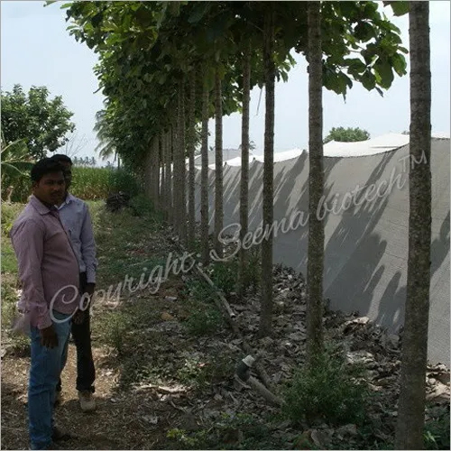 Teak Plant - High-quality Teak Plant Height When Fully Grown: 45 Feet Ideal Temperature: 18â°c To 50â°c Green Leaves Resistant To Shipworms And Rot