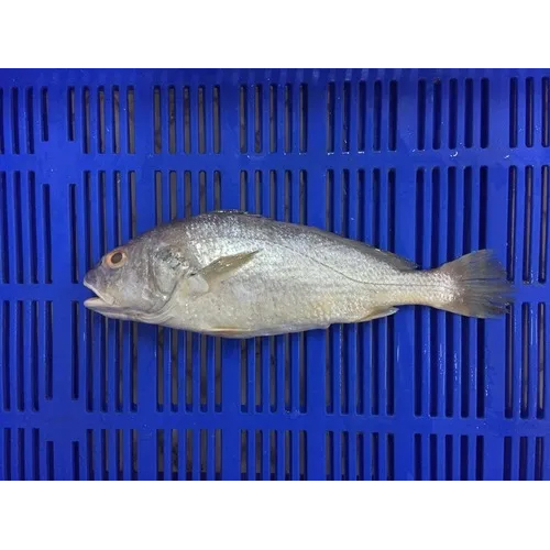 Yellow Croaker Fish