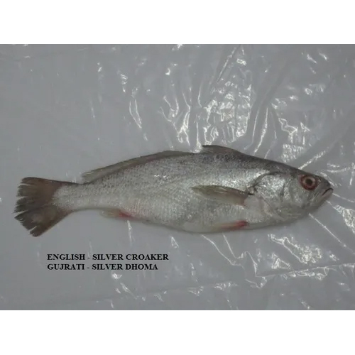 सिल्वर क्रोकर फिश