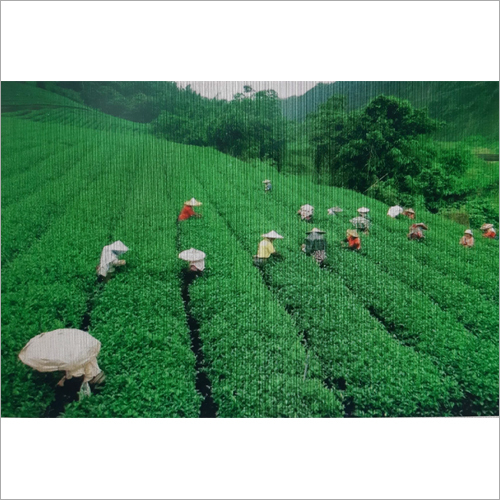 Natural Assam Tea