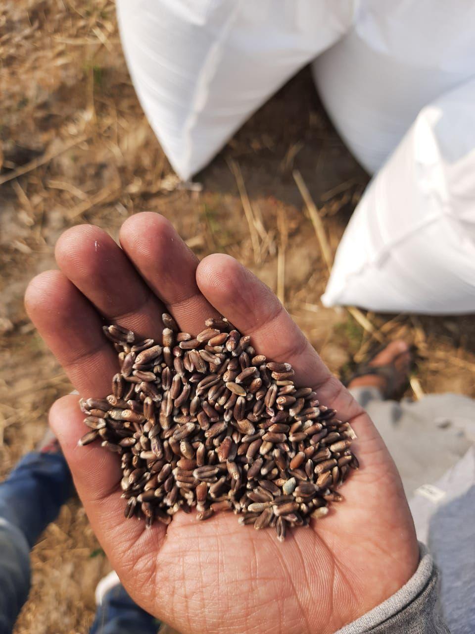 Natural Black Wheat