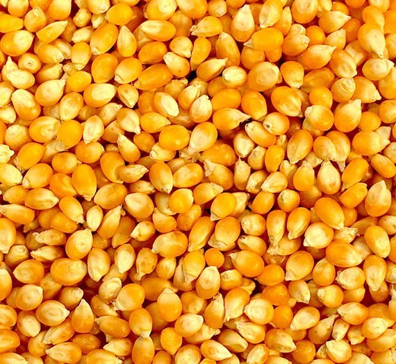 Yellow Maize Ready For Export - Broken Ratio: 5%, Moisture: 14.5%, Purity: 99%, Crop Year: 2020 | Quality Yellow Grain With 1 Year Shelf Life