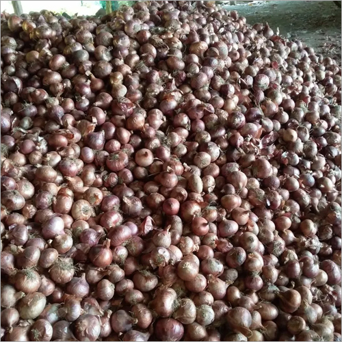 Fresh Onion - Organic Natural Shape | Ideal For Culinary Applications