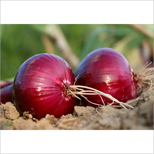 Fresh Onion - Organic | Natural Shape, Ideal For Culinary Uses, Export Quality, Sourced From India, Suitable For Worldwide Markets