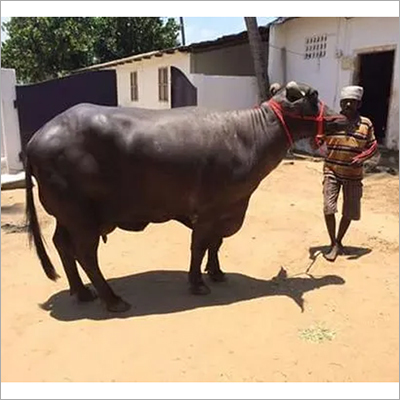Black Murrah Buffalo - Pure Murrah Breed, 36 Months Old, Available in Both Genders, Sleek Black Color