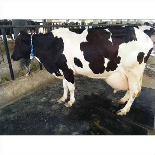 Black And White Patched Coat Dairy Hf Cow