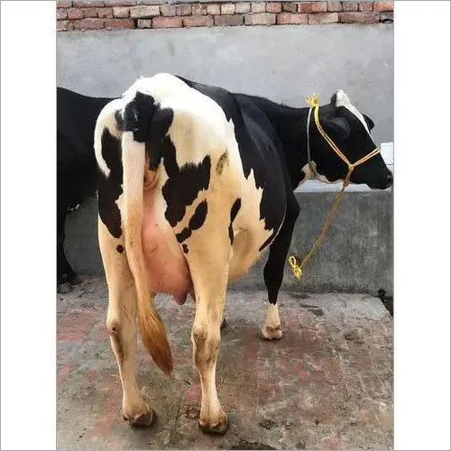 ब्लैक एंड व्हाइट पैचेड कोट प्योर एचएफ गाय