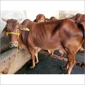 Brown Pure Sahiwal Cow
