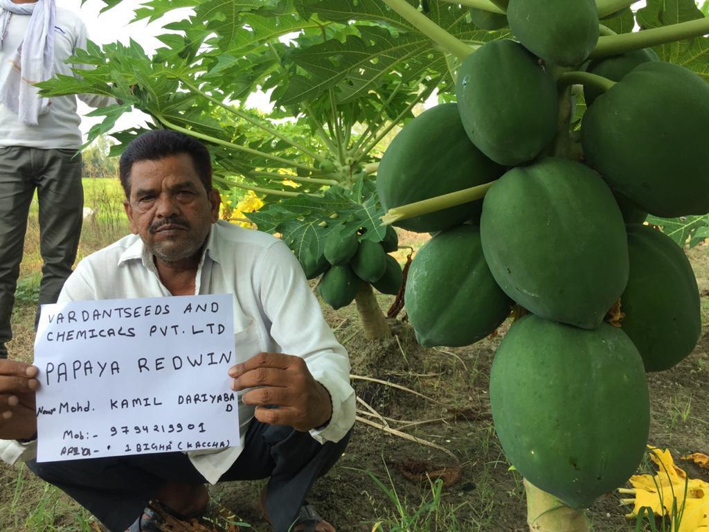 Papaya Seeds Weight: 10gm Grams (G)