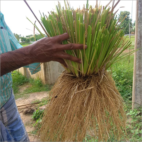 Natural Vetiver Root Grade: Organic