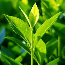 Green Darjeeling Tea Leaves