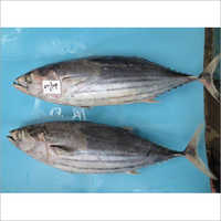 Skipjack Tuna Fish