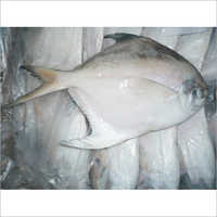 Silver Pomfret Fish