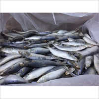 Indian Oil Sardine Fish