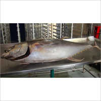 Yellowfin Tuna Fish