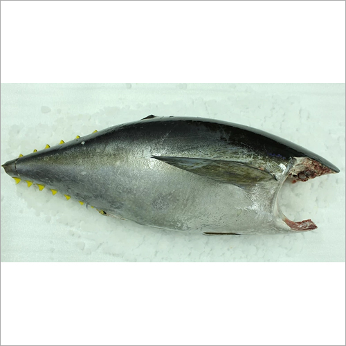 Fresh Yellowfin Tuna Fish
