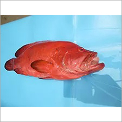 Red Grouper Fish