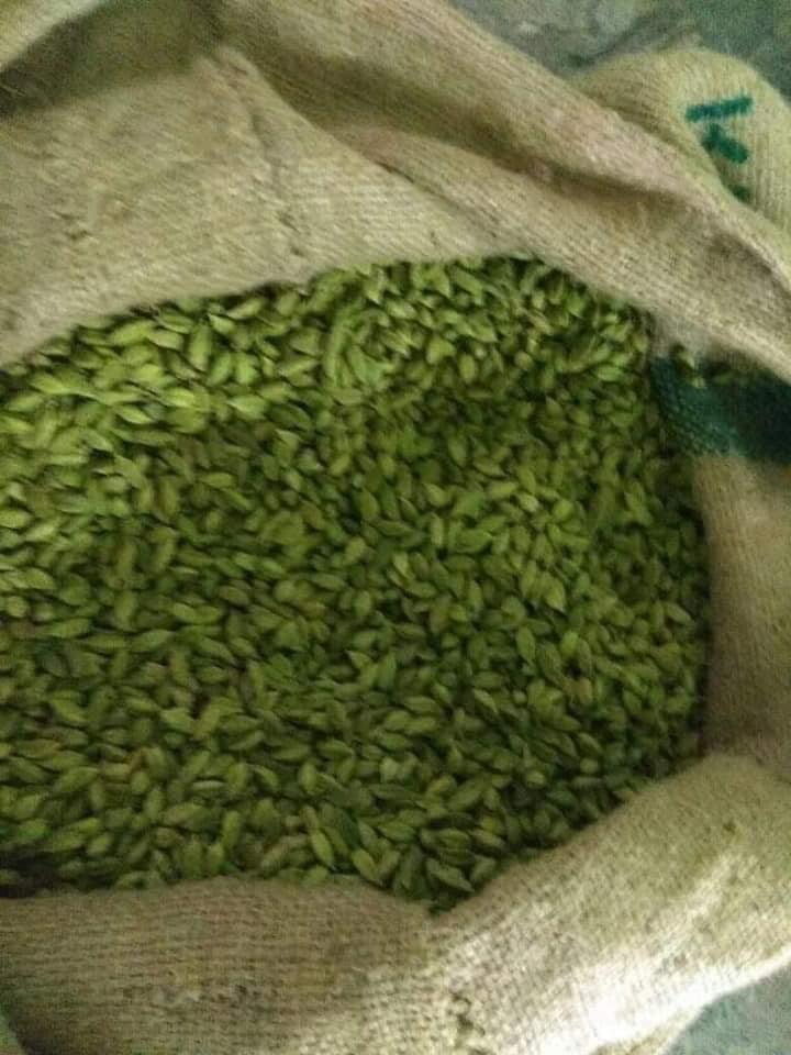 8mm Green Cardamom Available For Sale