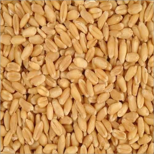 Milling Wheat - Food Grade, Hard Physical Form, 100% Purity, 0.5% Moisture | Superior Quality Milling Wheat for Food Production