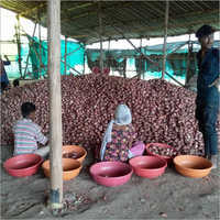 Fresh Onion - Organic Natural Shape | Ideal For Culinary Applications