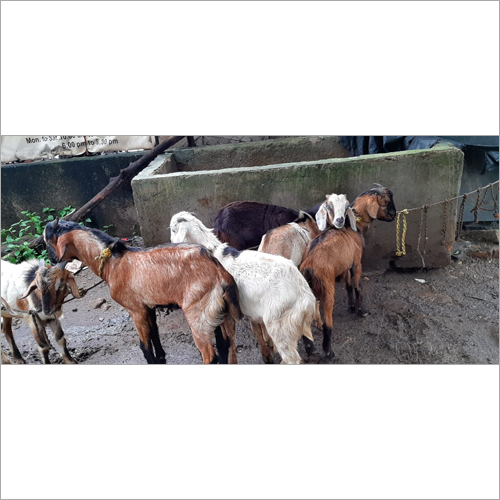 बकरी