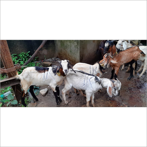 बकरी का मांस