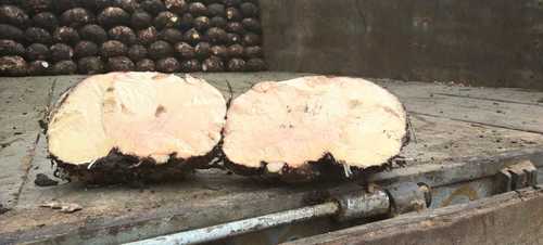 हाथी पैर यम