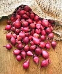 Baby Onion