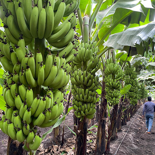 Fresh Banana - 7-10 Inches, Green Color, 3-5 Oz Weight | Easy To Peel, Good Source Of Fiber, Rich In Potassium, Sweet Taste, Versatile Fruit