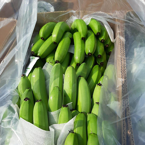 Fresh Banana - 7-10 Inches, Green Color, 3-5 Oz Weight | Easy To Peel, Good Source Of Fiber, Rich In Potassium, Sweet Taste, Versatile Fruit