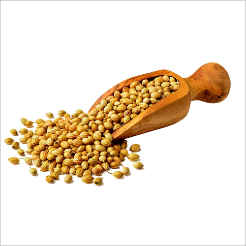 Natural Fresh Coriander Seeds