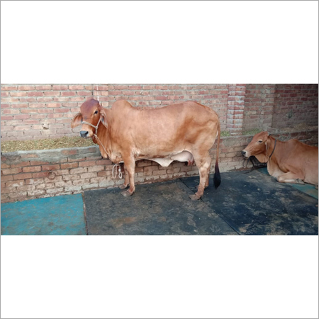 Sahiwal cow
