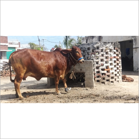 Sahiwal cow