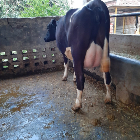 एचएफ गाय