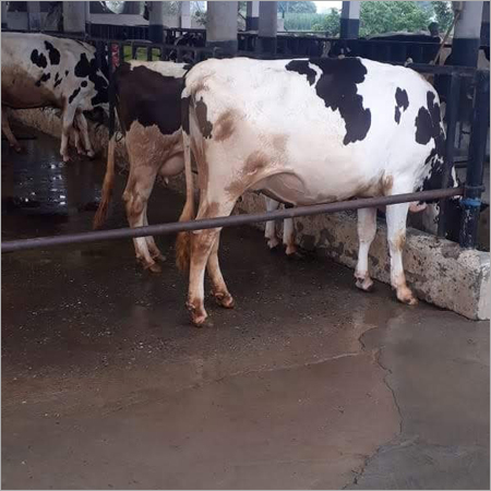 एचएफ गाय