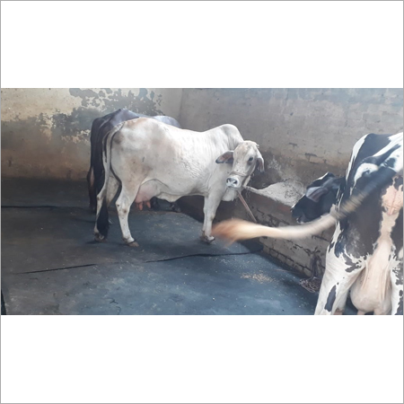 एचएफ गाय