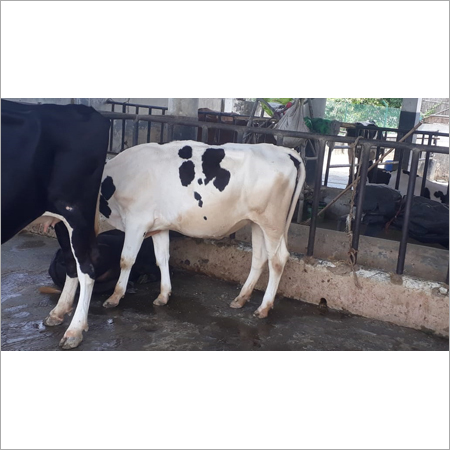 एचएफ गाय