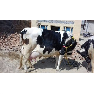 एचएफ गाय