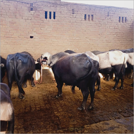 Murrah buffalo