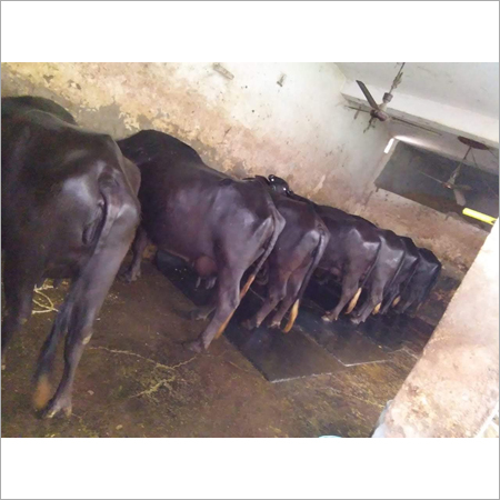 Murrah buffalo