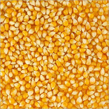 Yellow Maize Seeds