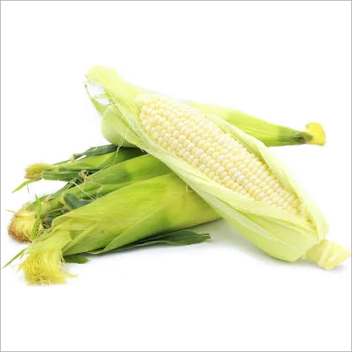 Fresh Yellow Maize - 6-8 Inches Long, 1.5-2 Inches Diameter | High Quality, Sweet Taste, Versatile Use, Nutritional Value